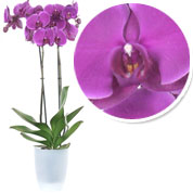 Orchidée Mauve + Cache pot Transparent /